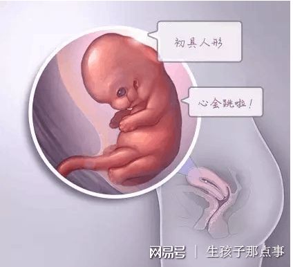 卵子凍結保存